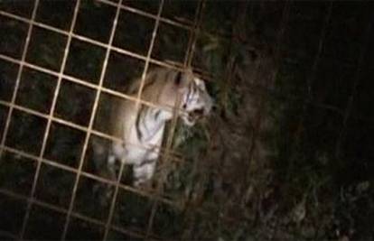 Djeca 'oslobodila' tigrove: Čuvari ih tražili sedam sati 