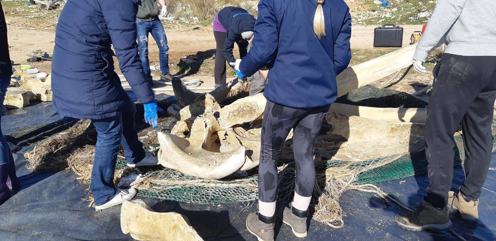 Potopili su kita da istrune kod Malog Lošinja: Sad slažu kosti