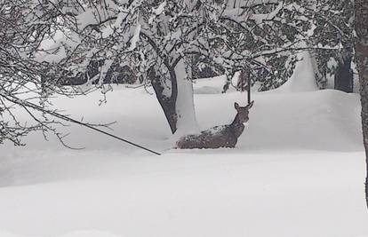 Košuta je hranu potražila u selu Stubica u Gorskom kotaru