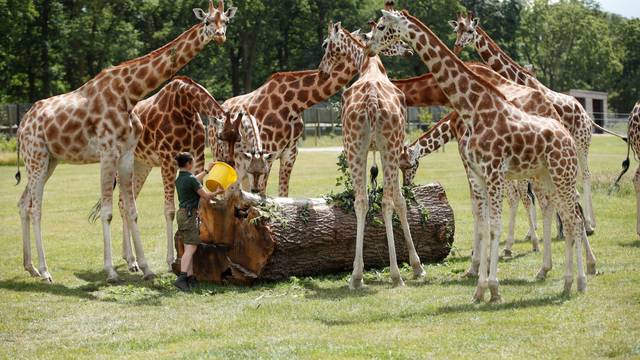 Britanski Safari park ponovno će otvoriti vrata posjetiteljima