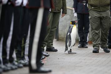 King penguin Nils Olaf inspects guard