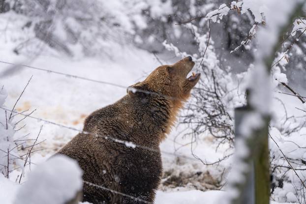 Medvjedi u Kuterevu uživaju u snijegu, zimski san još će malo pričekati