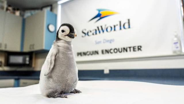 San Diego's SeaWorld welcomes rare emperor penguin chick