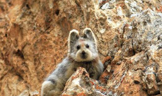 Sisavac s licem medvjedića: Ili pika se skriva u planinama