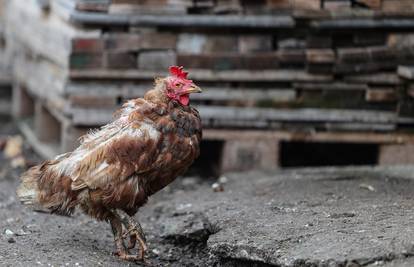 Nizozemska će zbog ptičje gripe usmrtiti čak 300 tisuća kokoši