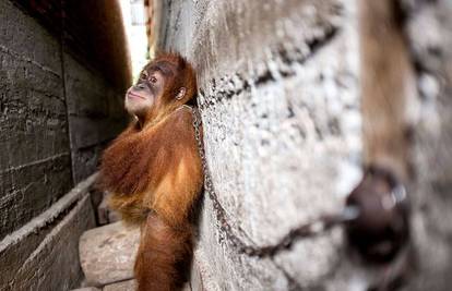 Držali ju vezanom pola godine: Oslobodili orangutanicu Boniku