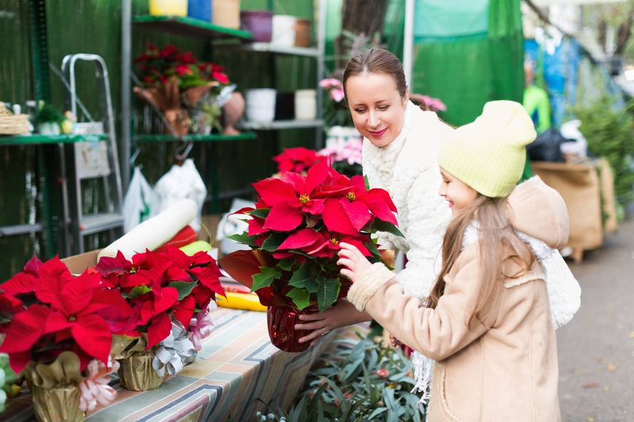 Održite Božićnu zvijezdu živom tijekom cijele godine, neka potraje i do sljedećih praznika