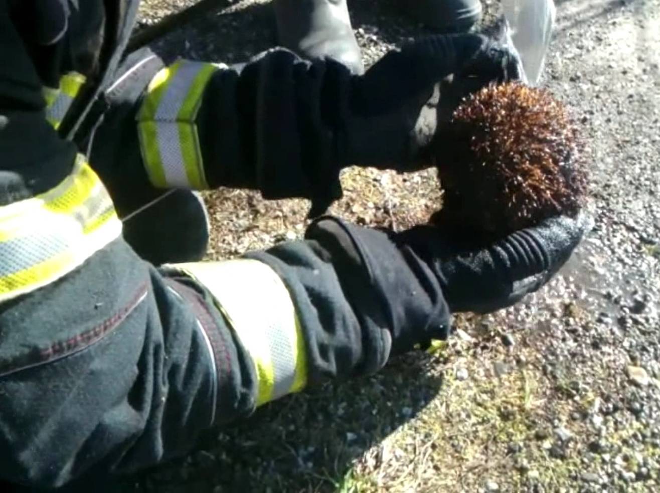 Bodlje mu bile spaljene: Spasili  ježa koji nije uspio pobjeći vatri