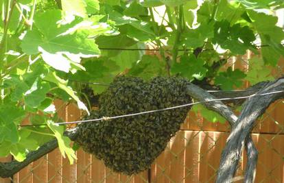 Za maticom im u dvorište kuće došao veliki roj pčela