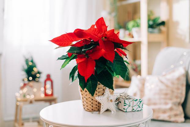 Beautiful,Poinsettia,In,Wicker,Pot,,Gifts,And,Space,For,Text