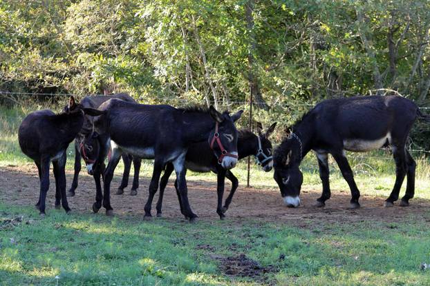 Vodnjan: Za Naj kozu 2025. godine izabrana je koza Jelena, vlasnika Mattea Muškovića 