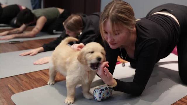 VIDEO Parižani znaju kako se uživa - dok vježbaju jogu maze se s preslatkim štencima