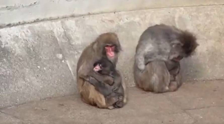 Ovo je tužna istina o majmunu Punchu: I ozloglašeni Andrew Tate nudio  215.000 € za njega!