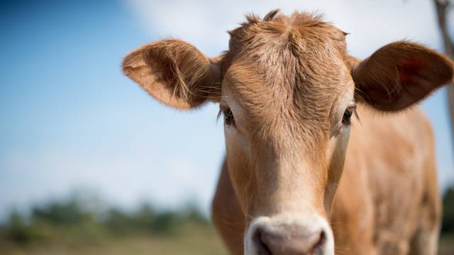 Jesu li krave krive za sve ili su to samo prazne priče?