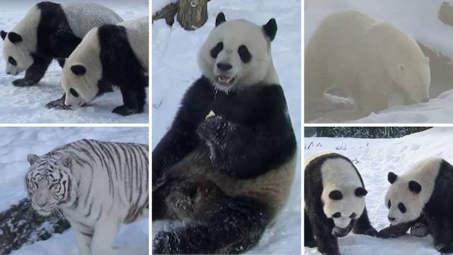 Pande i druge životinje istražuju snijeg u zoološkom u Belgiji: Valjaju se, igraju, jedu, uživaju
