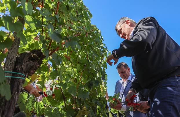 Jastrebarsko: Na Plešivici održana diplomatska berba grozđa