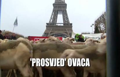 Ovce prosvjedovale pod Eiffelovim tornjem zbog vukova