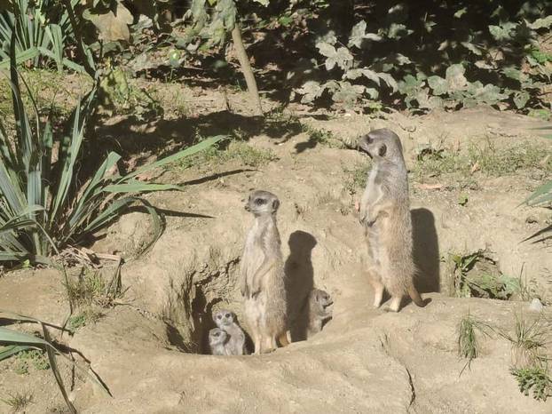 FOTO Tko nam je to stigao? Zoo u Zagrebu ima nove stanovnike: Pogledajte tri slatka merkata