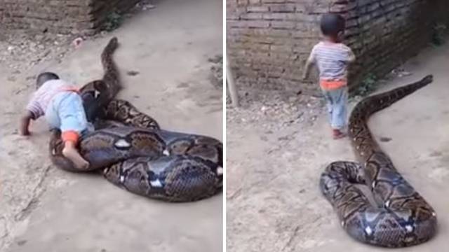 'Srećom je zmija sita': Dječak gnjavi pitona, odrasli se smiju