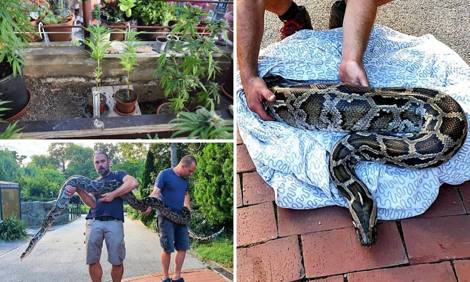 Piton mu 'čuvao' travu: Uzgajao marihuanu u stanu, a zmiju su poslali na čuvanje u Zoološki vrt