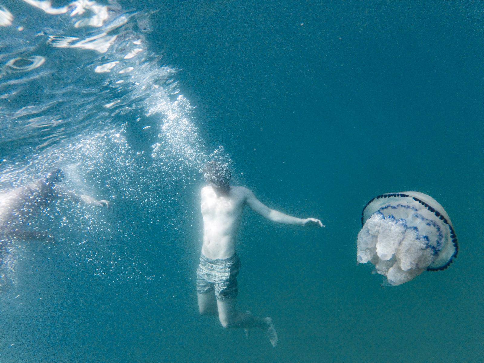 Video: Plivali smo s meduzom