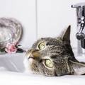 Mačka vam se voli izležavati u umivaoniku? Misterij je riješen
