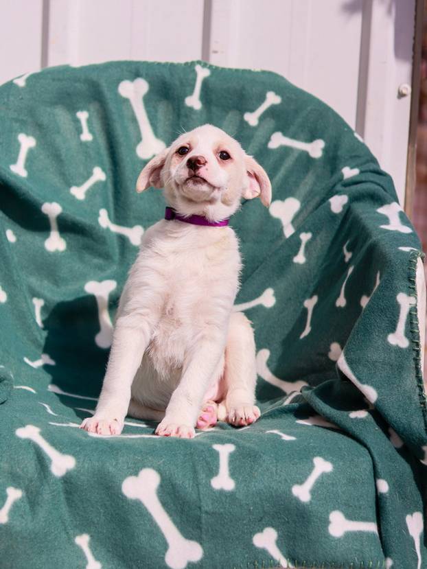 FOTO Ovi preslatki psići iz Noine Arke traže obitelj i stalni dom