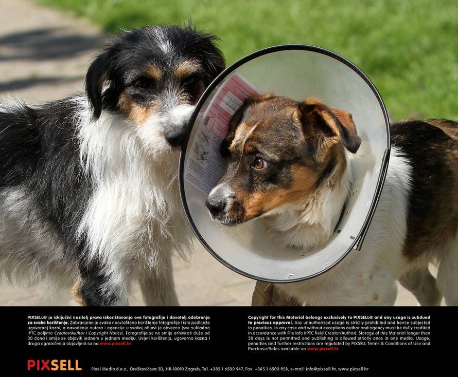 Vjeran Žganec Rogulja/PIXSELL