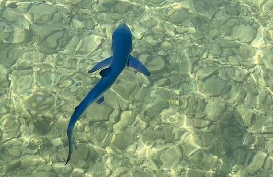 Baby shark u Puli: 'Nadam se da mu mama i tata nisu blizu'