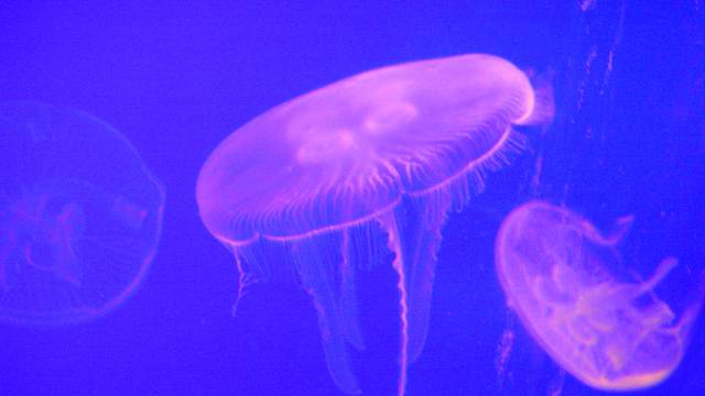 Sve kreće od meduza: One su najstarije životinje na planetu