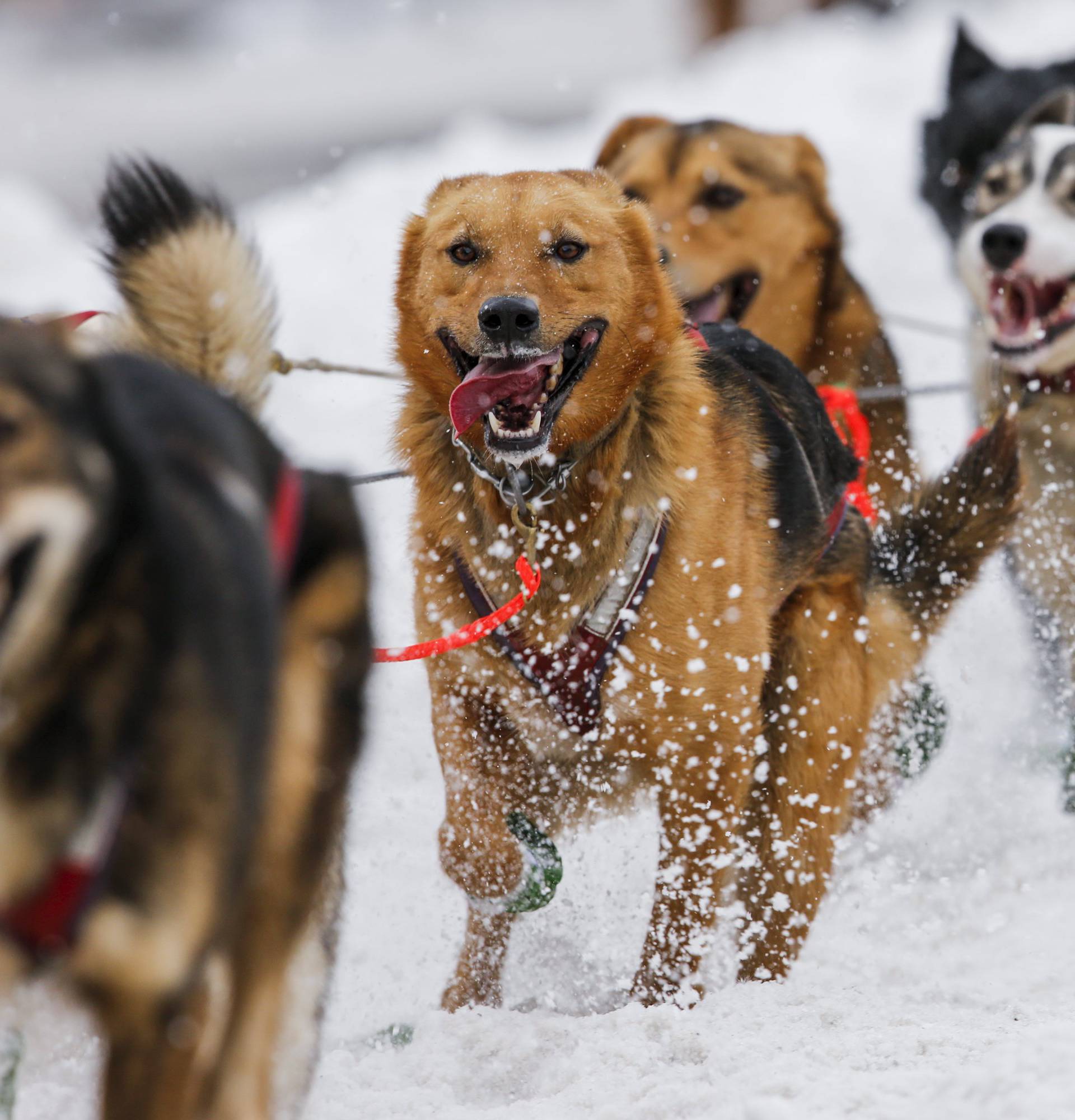 Zbog toplog vremena  uvoze snijeg za slavnu utrku pasa