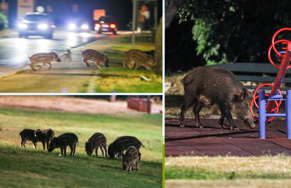 Divlje svinje dolaze svaku večer i traže hranu: Ponašaju se kao da je dječji park samo njihov...