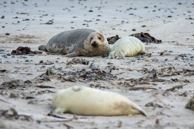 Seal offspring on Helgoland