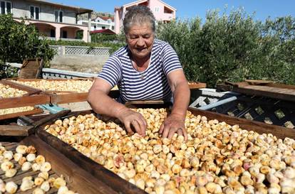 Sušenje smokava na tradicionalan način u Grebaštici