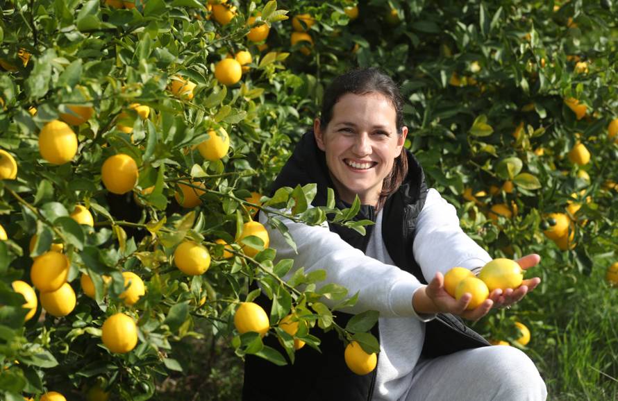 Berba agruma u Opuzenu