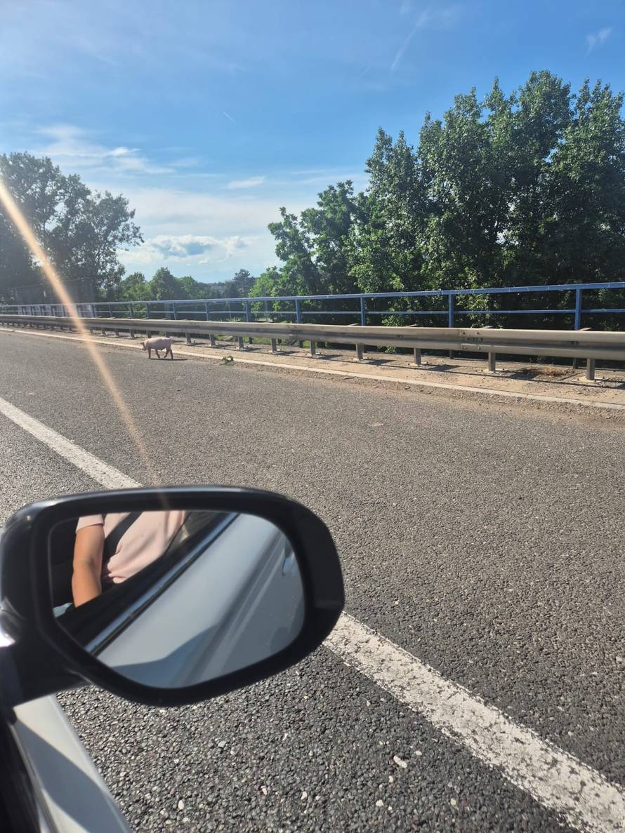 VIDEO Kolaps zbog svinja na obilaznici u Zagrebu, pokušat će ih uhvatiti. Kolona čak 7 km!