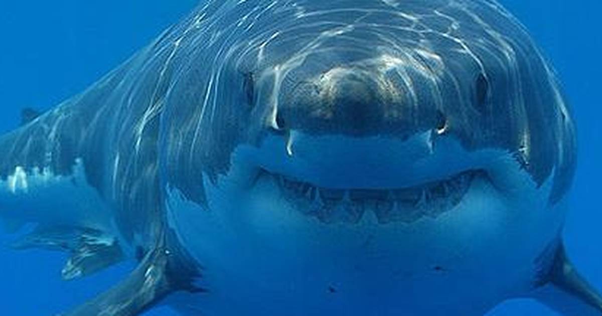 Акула 3д. Акула чистит зубы. Акула с зубной щеткой. Рыба которая чистит зубы акуле. Акула мультик.