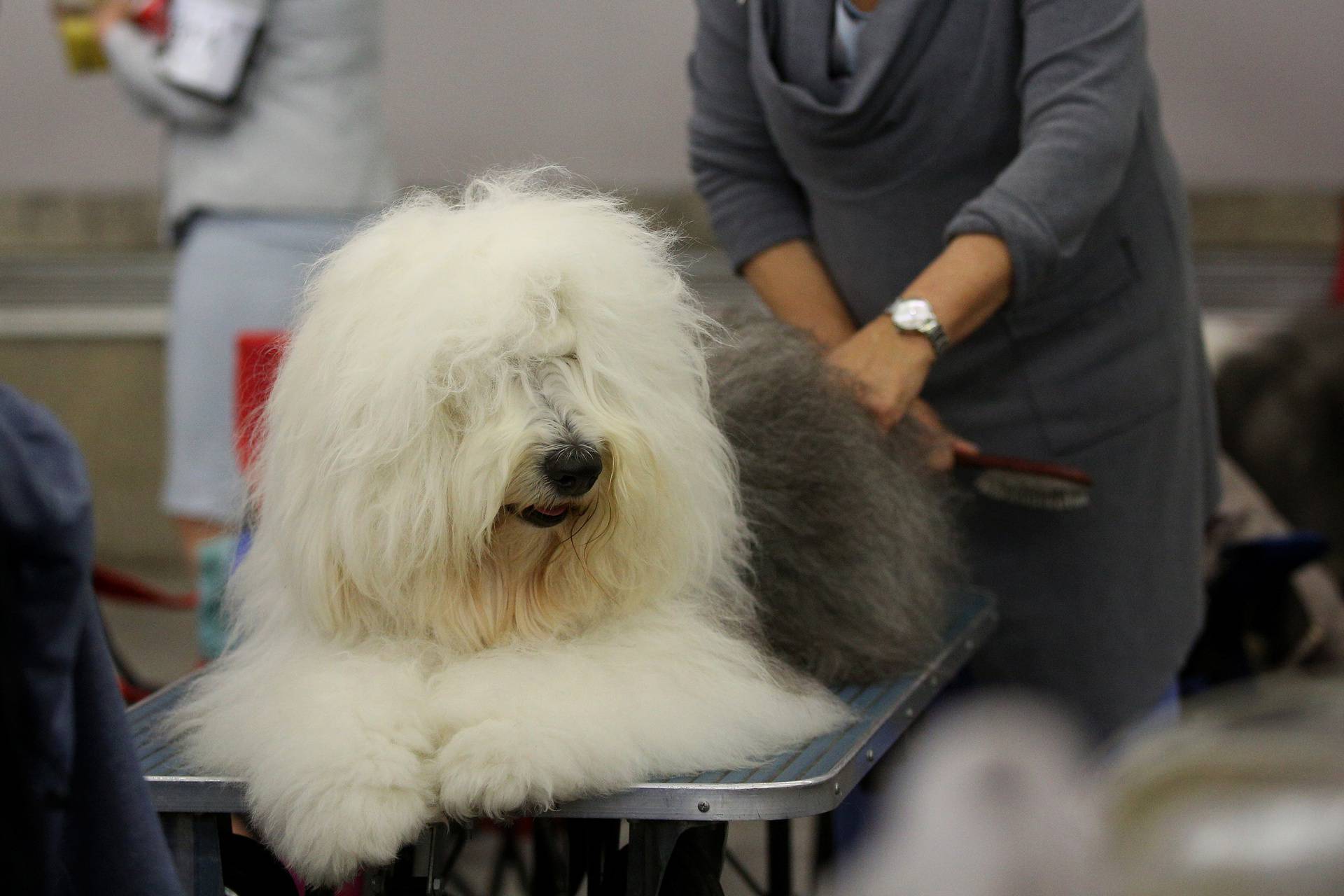 Zagreb: Drugi dan izložbe World Dog Show 2024