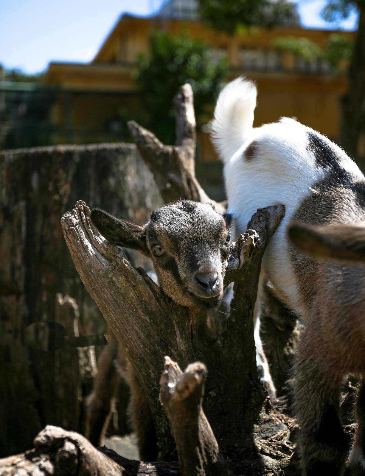 Zoološki vrt u Zagrebu stigle dvije prinove patuljastih kozlića