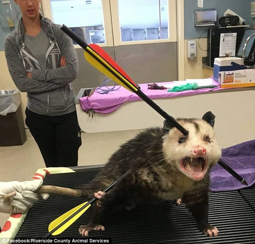 Facebook/Riverside County Animal Services