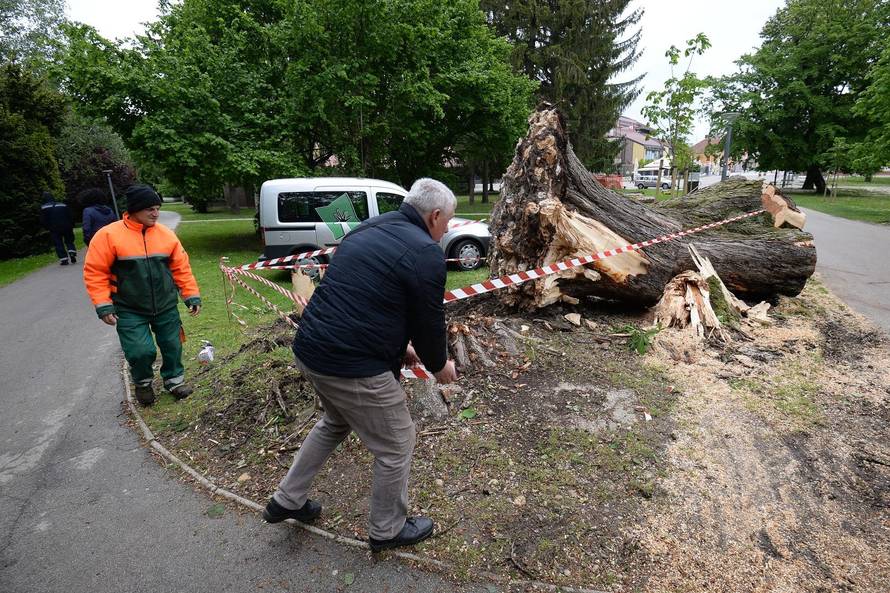 Äakovec: Jak vjetar sruÅ¡io stablo u Perivoju Zrinskih