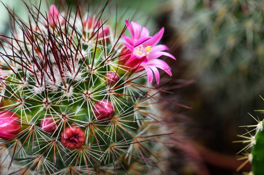 Floraart: Sadnice cvijeća od 2 kune, a za 25 mini vrt u posudi