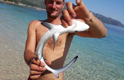 Izgubio se: Beba morskog psa plivala s kupačima u Orebiću