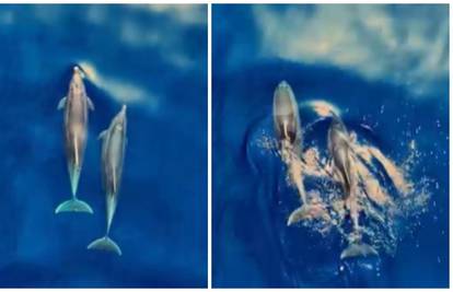 VIDEO od kojeg zastaje dah! 'Snimio delfine kod Krka. Pa oni razgovaraju, ovo je fascinantno'