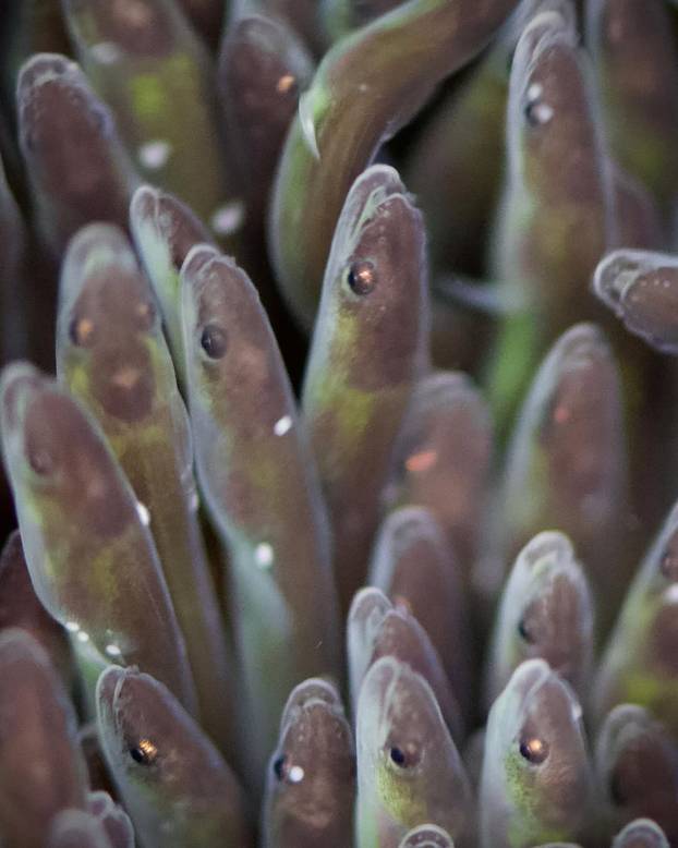 FOTO 9 čuda prirode koje ni znanstvenici ne mogu objasniti