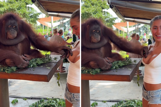 HTIO 'VI&Scaron;E OD FOTKE' Majmun zgrabio influencericu za dekolte