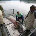 Čudo u Dunavu: U mrežu ušao som od čak 158 kila i tri metra