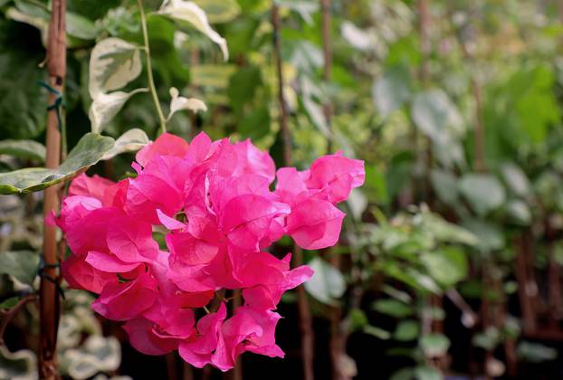 Split: Denis Bojčić, kolekcionar bugenvila