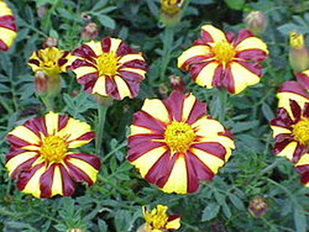 FOTO Za balkon kao iz časopisa: 20 vrsta cvijeća za 'wow' efekt