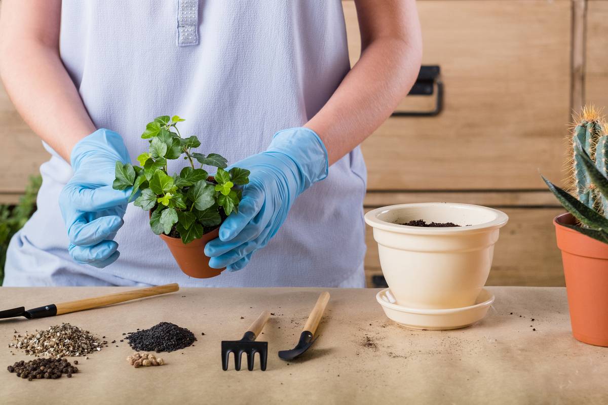 Savjeti, upute i trikovi: Kako uzgojiti začinsko bilje kod kuće